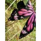Yolanda Fleurs Avec Isabella Butterfly Collar and Hair Clips(Leftovers/7 Colours)